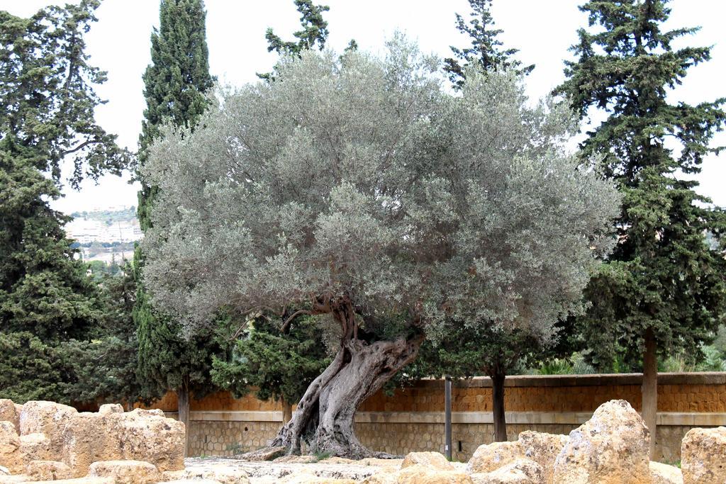 B&B Nettuno سان ليون المظهر الخارجي الصورة